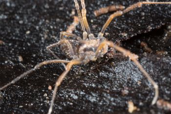 Media type: image; Invertebrate Zoology 138097